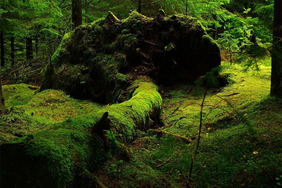 Naturkraft Schamanismus