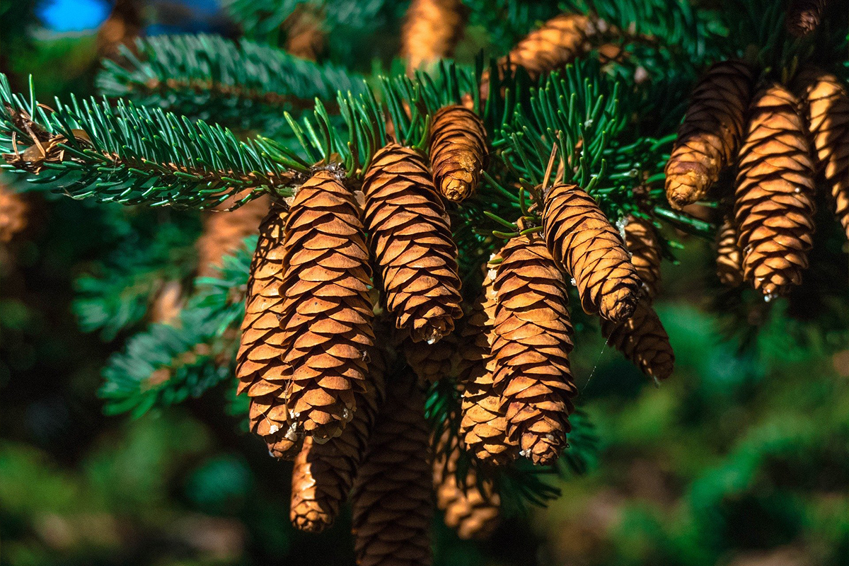 Naturkraft Schamanismus